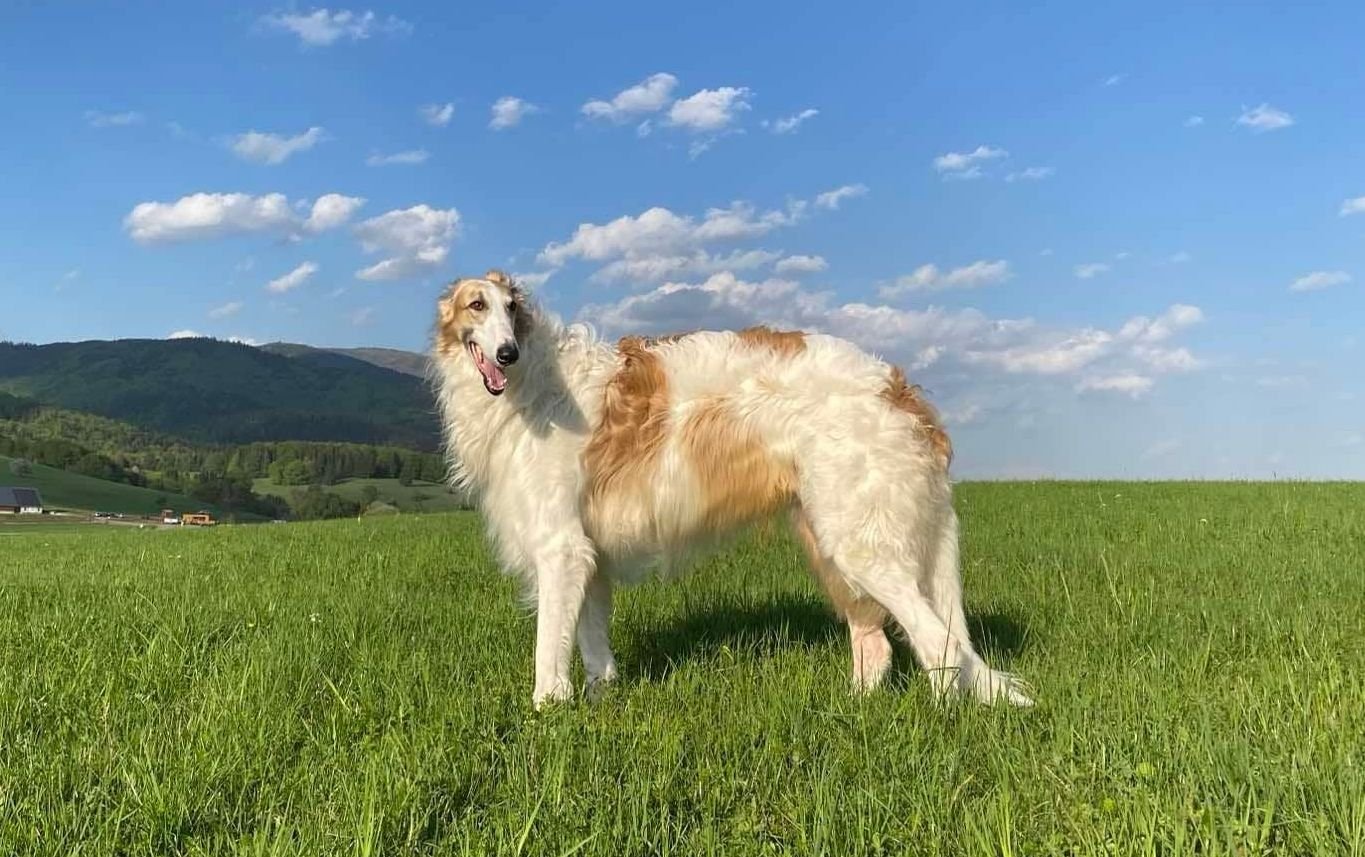 Boyarin Radena Slovakia