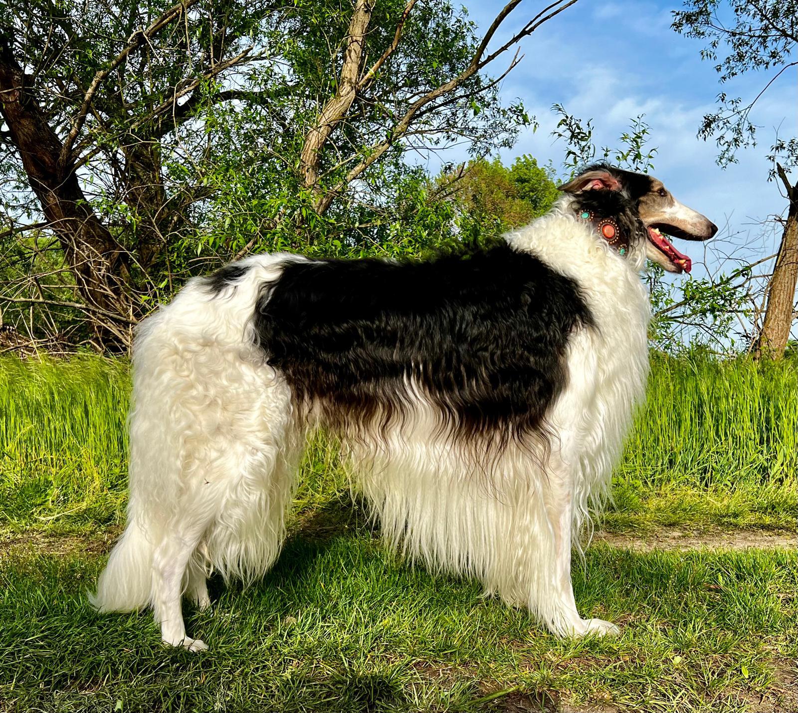 Damir Radena Slovakia