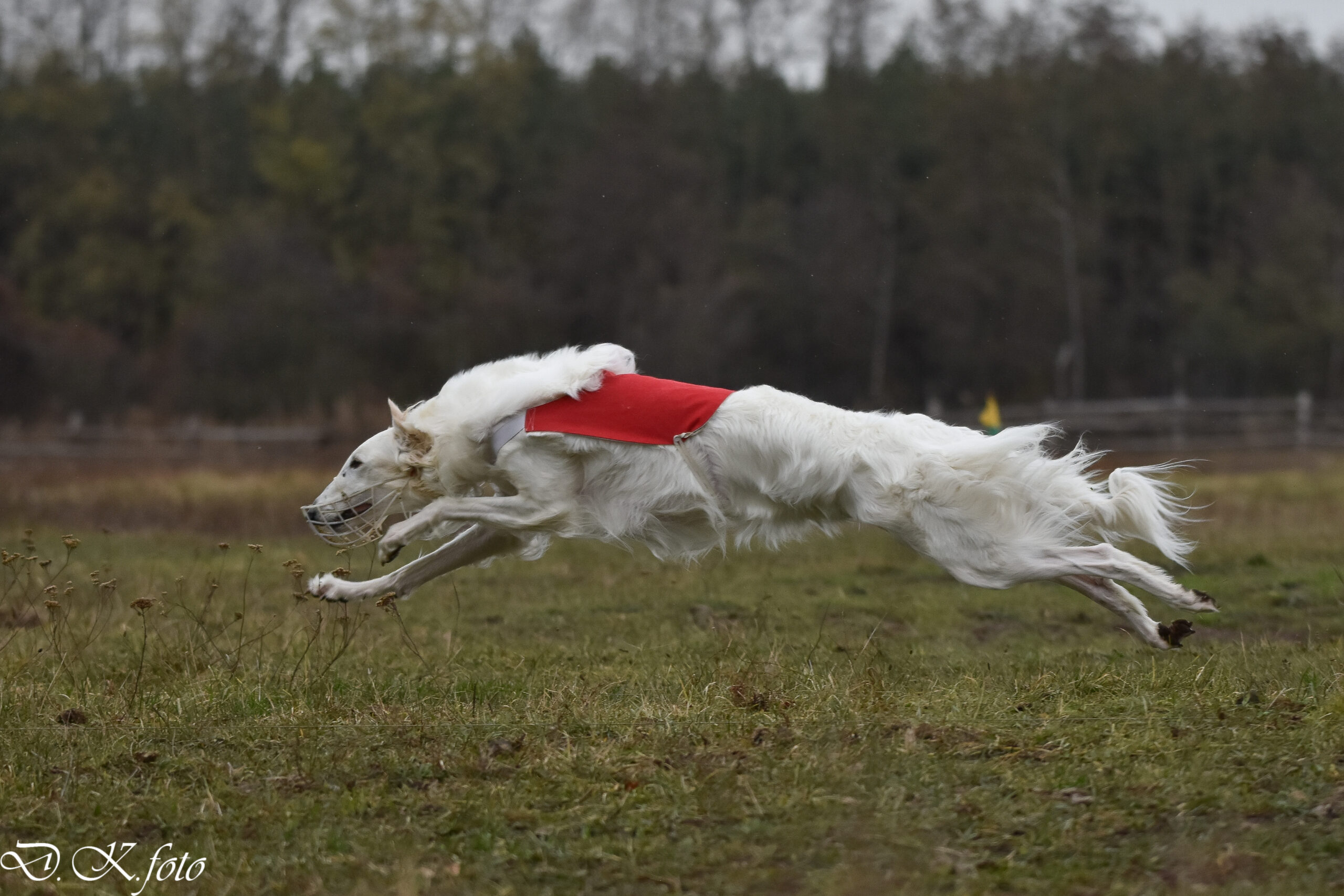 Gordeta Radena Slovakia