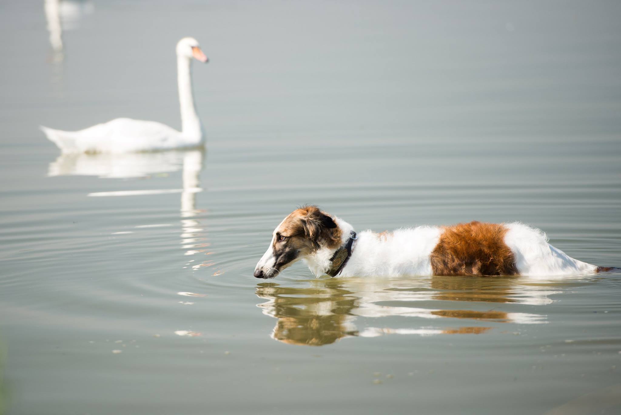 Figura Soversenstva Mraja