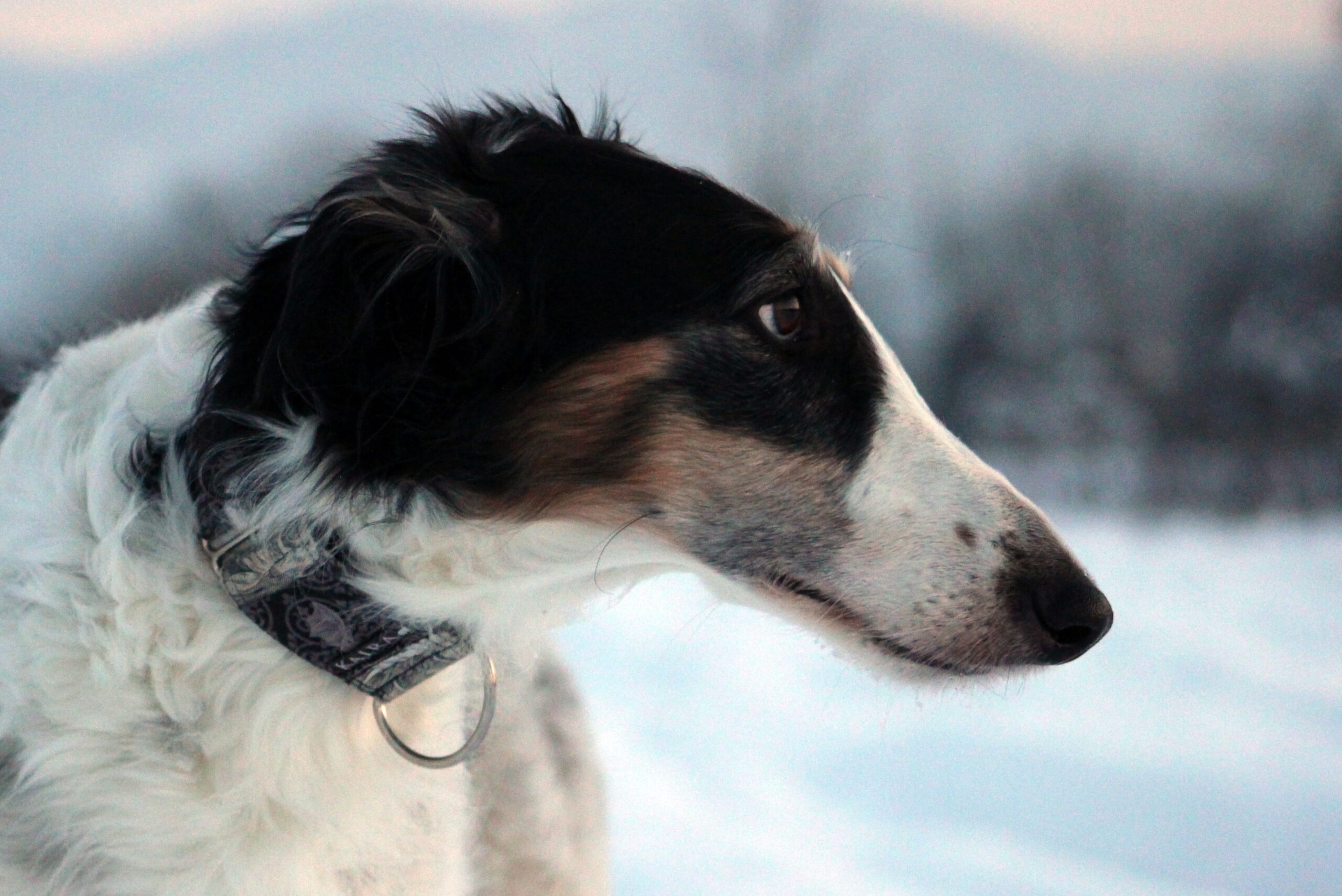 Babushka Jaga Archangelika 